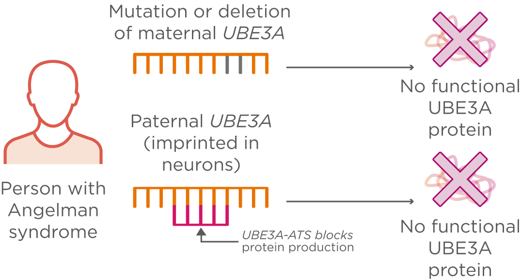 UBE3A