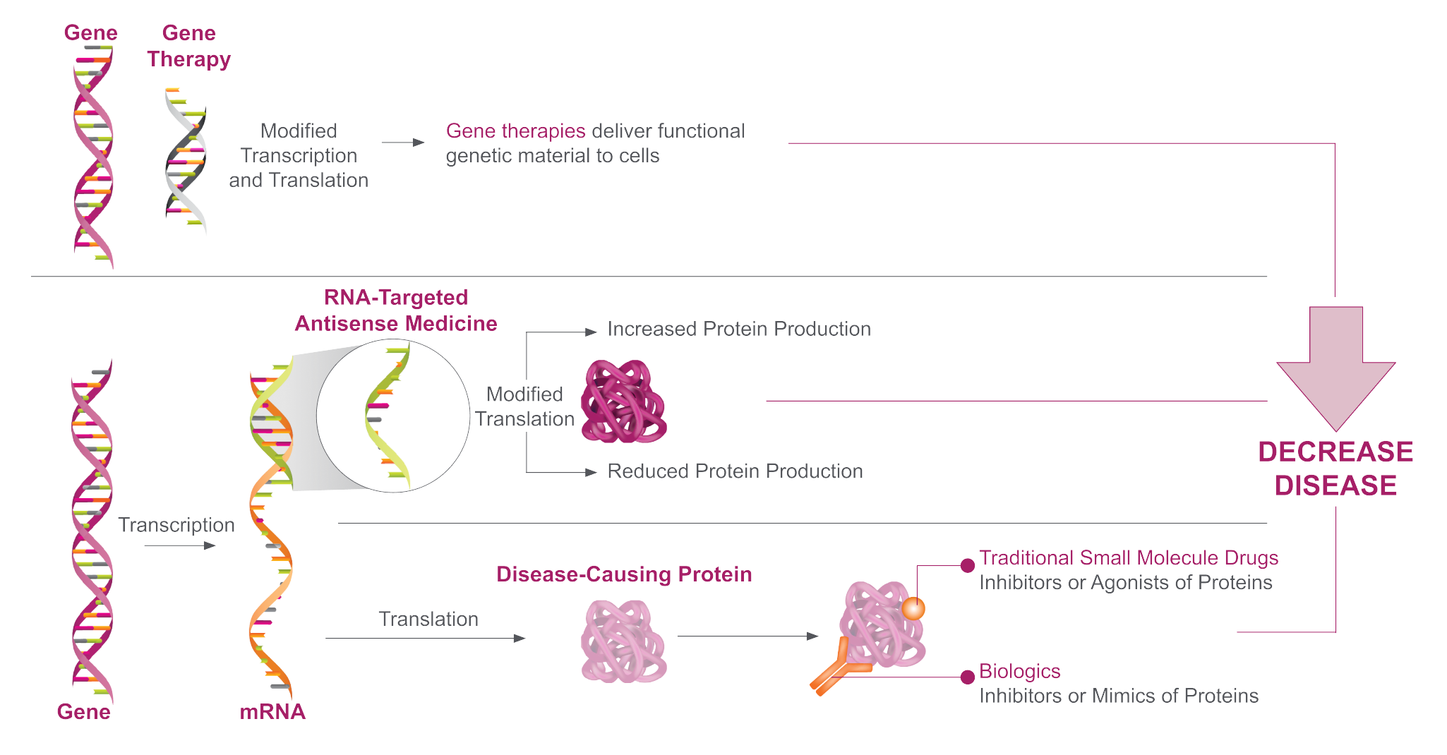 How RNA-targeted medicines alter gene expression upstream of protein production