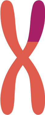 Chromosomal rearrangements, a common type of genetic variant